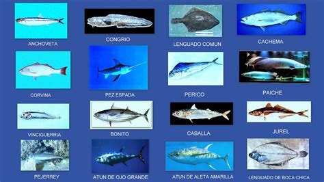 Image result for HTML/CSS Practice Task