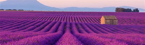 Download wallpaper mountains, house, lavender, plantation, lavender ...