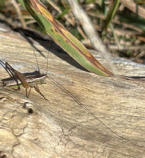 What’s the difference? Grasshoppers, Cricket or Katydids — Gillian Candler
