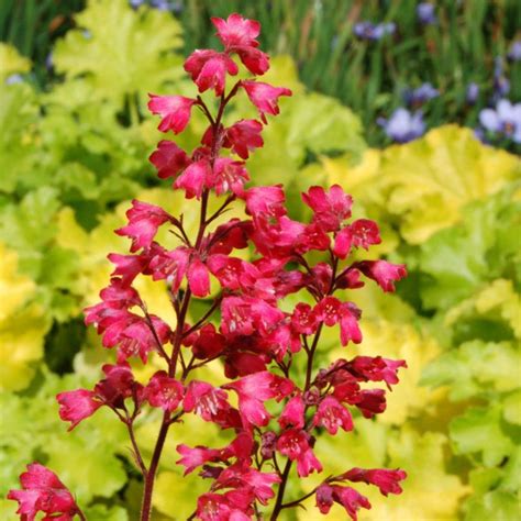 6 Reasons Coral Bells Belong In Your Garden