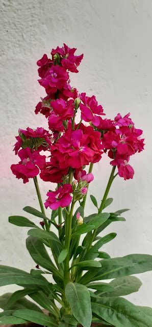 Pink Matthiola Incana Flowers Isolated on White Background