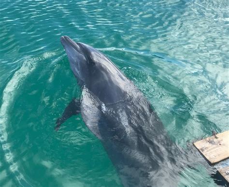 DOLPHIN FANTASY ISHIGAKIJIMA (2026) All You Need to Know BEFORE You Go ...