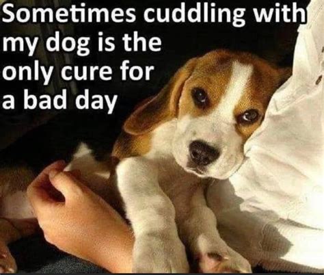 Awhhhh xx | Dog quotes, Dogs, Beagle