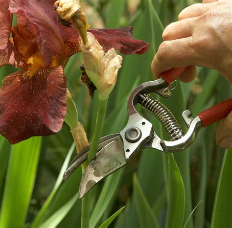 When to Cut Back Irises for Healthier Plants