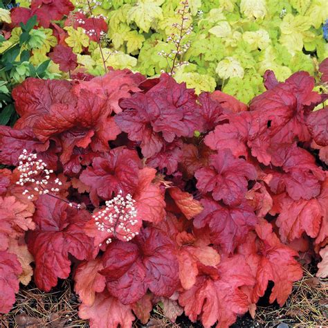 Heuchera 'Fire Alarm' Coral Bells 6" Pot - Hello Hello Plants