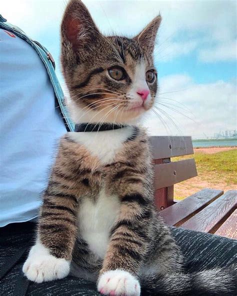 Cats of Instagram: 3 Months Old Kittens