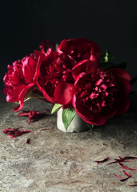 Winter Peonies in SoCal