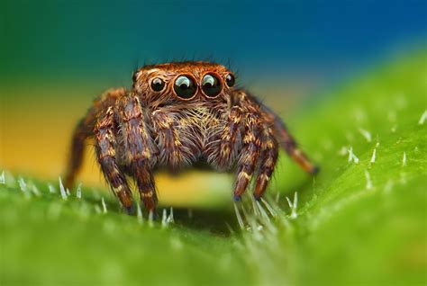 Colorful Spiders Ready For Their Close-Up | Incredible creatures ...