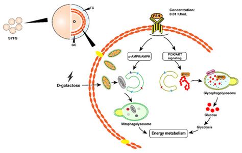 Cells | Special Issue : Autophagy Meets Aging Ⅱ