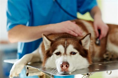 Smegma In Dogs: Causes, Treatment & When To See A Vet