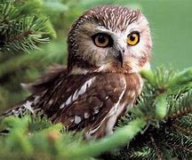 Image result for Free Baby Animal Screensavers