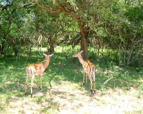 Bonamanzi Game Reserve (Hluhluwe) - 2022 What to Know Before You Go ...