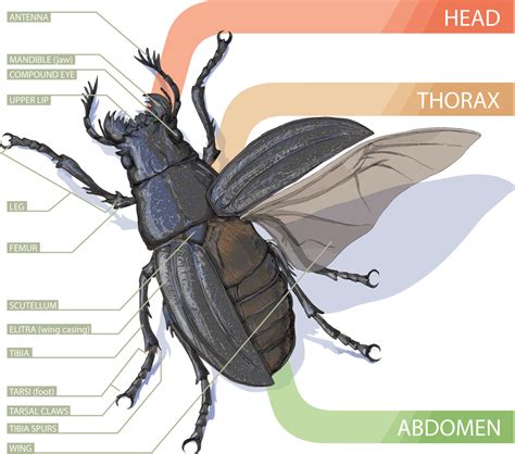 Beetle Wings Anatomy