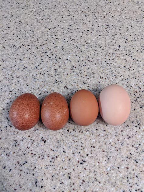 Cuckoo Maran Egg Color