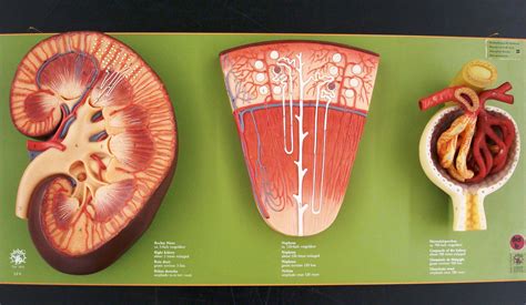 Kidney Models Anatomy