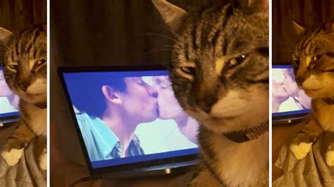 Homophobic Cat / Cat Side-Eyeing Men Kissing on a Laptop | Know Your Meme