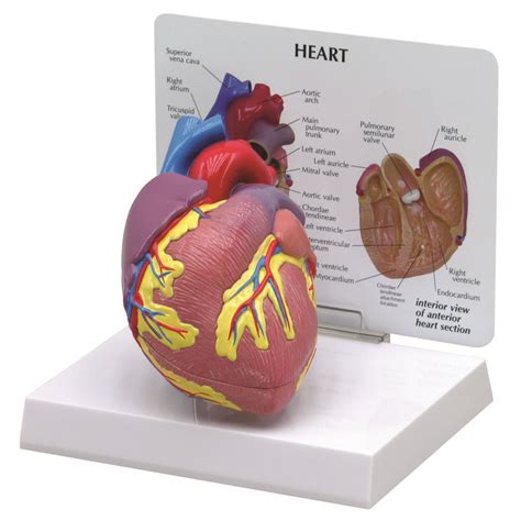 Heart Model - 1019529 - 2500 - Anatomical Models - Anatomy Teaching Models - Heart and ...