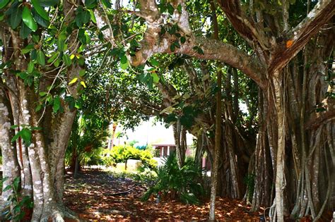 Punta Gorda Florida Daily Photo: Through the Banyan Tree - Punta Gorda ...