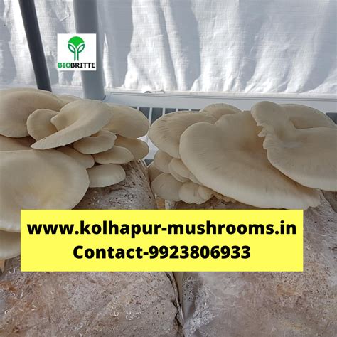 Oyster mushroom seeds near me | Mushroom lab | Mushroom spawns