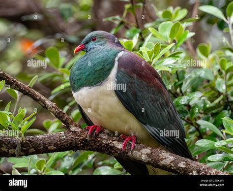 Tiritirmatangi hi-res stock photography and images - Alamy