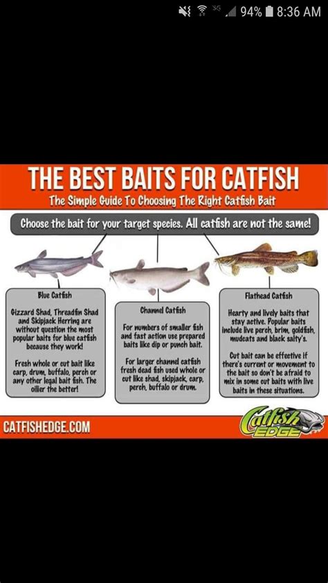 Best baits for catfish – Artofit