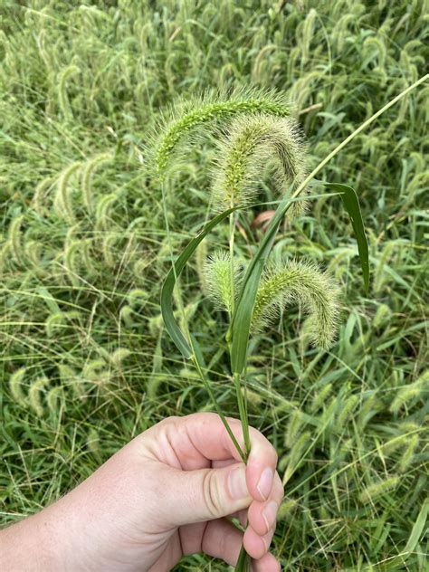 Foxtail Weed And Horses