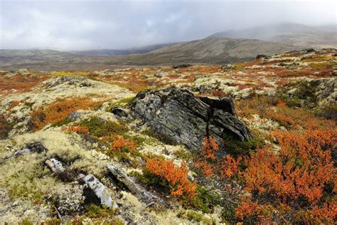 Почвы тундры (55 фото) - 55 фото