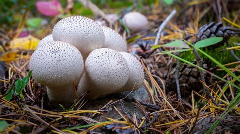 Poisonous Wild Mushrooms Identification