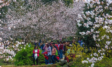无锡太湖鼋头渚国际樱花节开幕，赏樱渐入佳境_游客