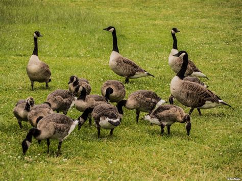 A Gaggle of Canada Geese Feeding.