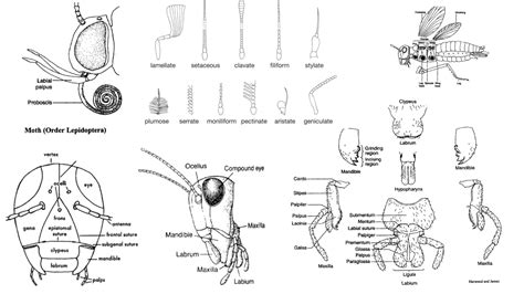 Insect Respiratory System - Structure and functions - Biology Notes Online