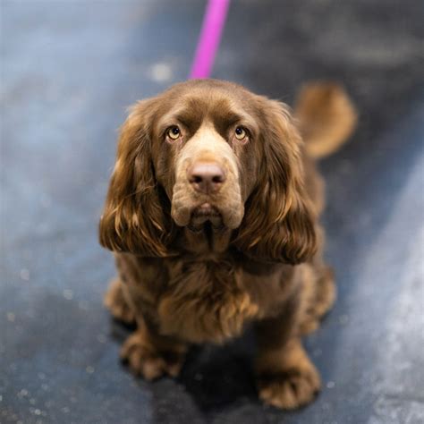 Top 7 Spaniel Dog Breeds UK