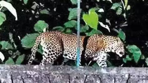 tehri: Man-eater Leopard Shot Down In Tehri | Dehradun News - Times of ...