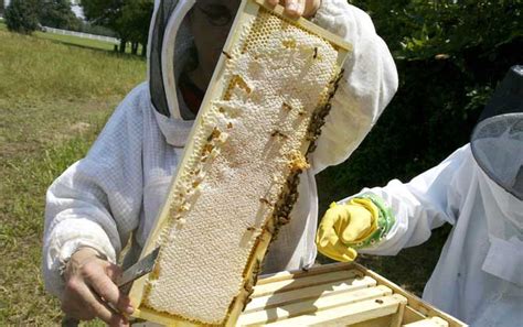 新手养蜂入门技术有哪些？只有掌握这些技术，养蜂才能得心应手！