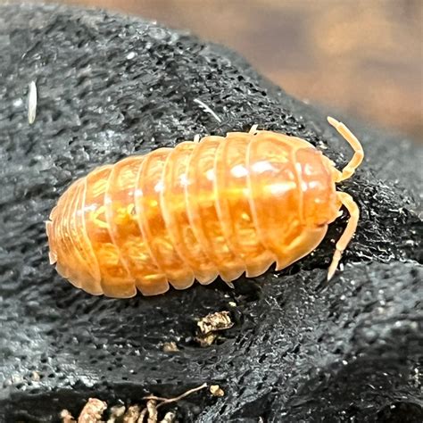 Armadillidium Vulgare “Orange Vigor” – Slaters Cottage