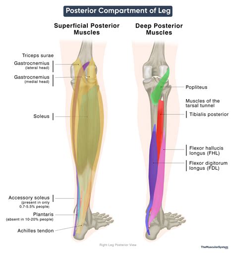 Muscles in the Posterior Compartment of the Leg: Anatomy & Diagram