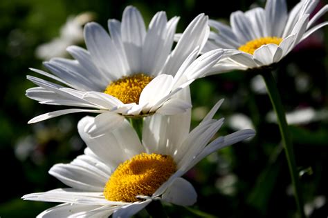 Selecting the Right Daisies for Your Flower Garden