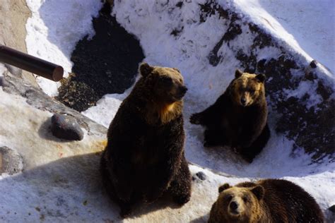 家里养熊并非段子 俄罗斯明年起禁止家养多种野生动物_新浪游戏_手机新浪网