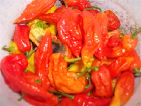 Hot Pepper Powder / Grind / Mix / Blend --- Habaneros; Ghost; Serrano ...