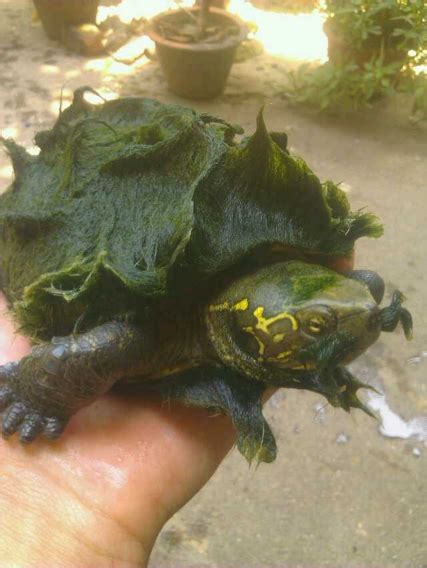 青苔、绿藻，它们不一样吗，对龟有伤害么？_绿水