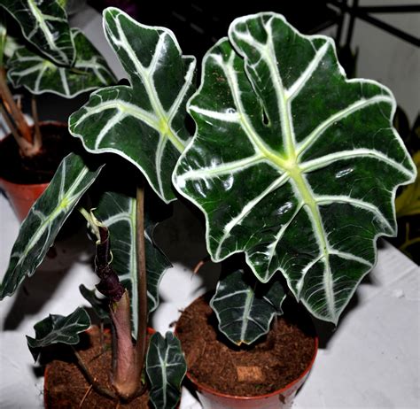 Elephant Ear Plant Varieties