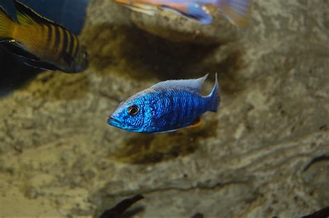 Top Malawis von Hobbyzüchter in Leverkusen | Tiere | Kleinanzeigen