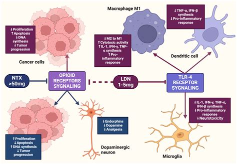 Low-Dose Naltrexone as an Adjuvant in Combined Anticancer Therapy