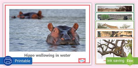 Habitats of Indigenous Animals - Poster (teacher made)