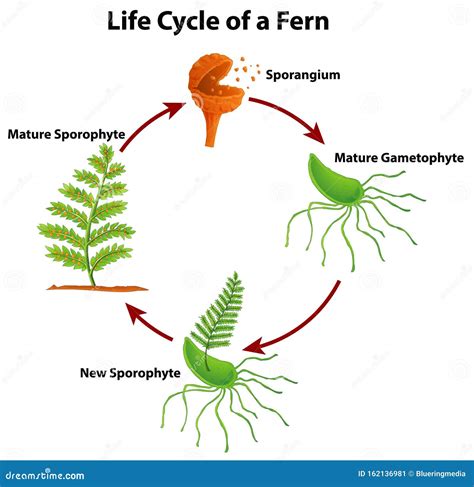 Fern Life Cycle Vector Illustration | CartoonDealer.com #42481682