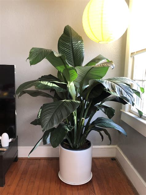 Meet Big Green, the big peace lily. : r/houseplants