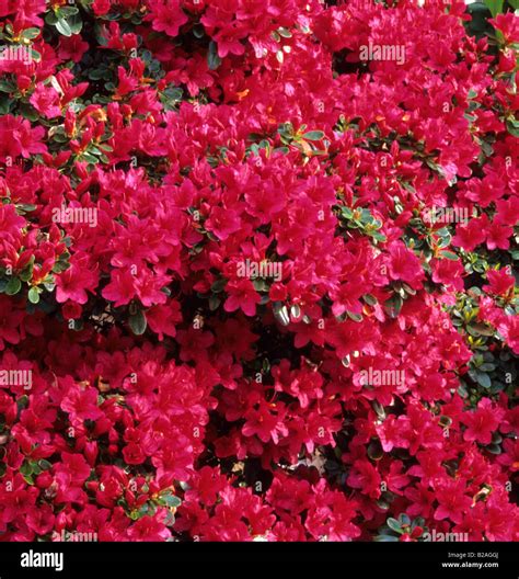 azalea Rhododendron Hino crimson Stock Photo - Alamy
