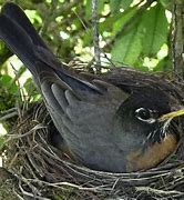 Image result for Wild Baby Rabbits Nest