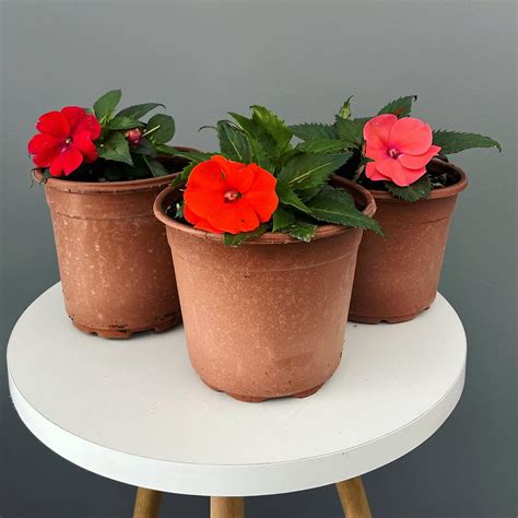 Impatiens Flower Meaning and Care Tips for Every Gardener