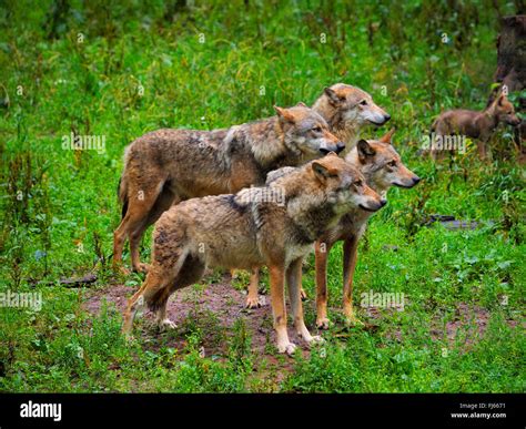 Canis lupus pack pups hi-res stock photography and images - Alamy